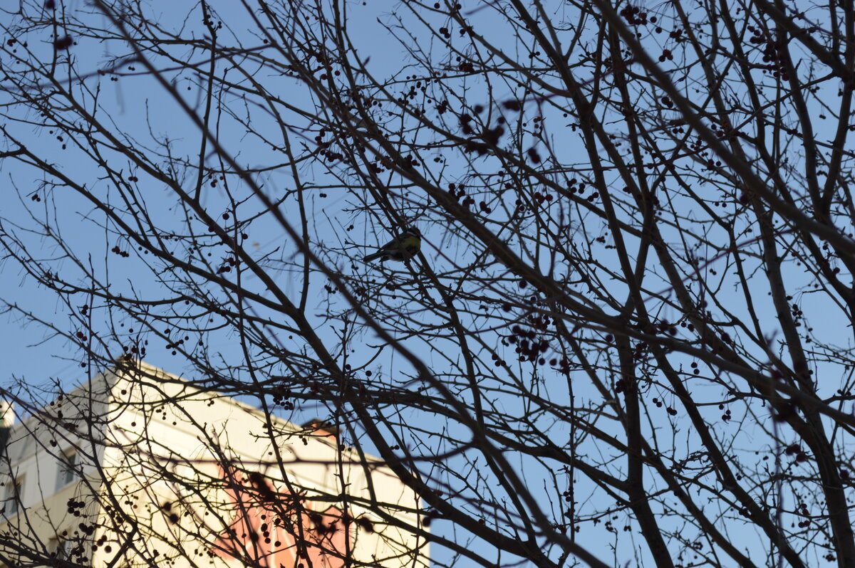 фото №1 г.Барнаул, Индустриальный район, Квартал-2000. 17.02.2023 г. время примерно 16:30. 