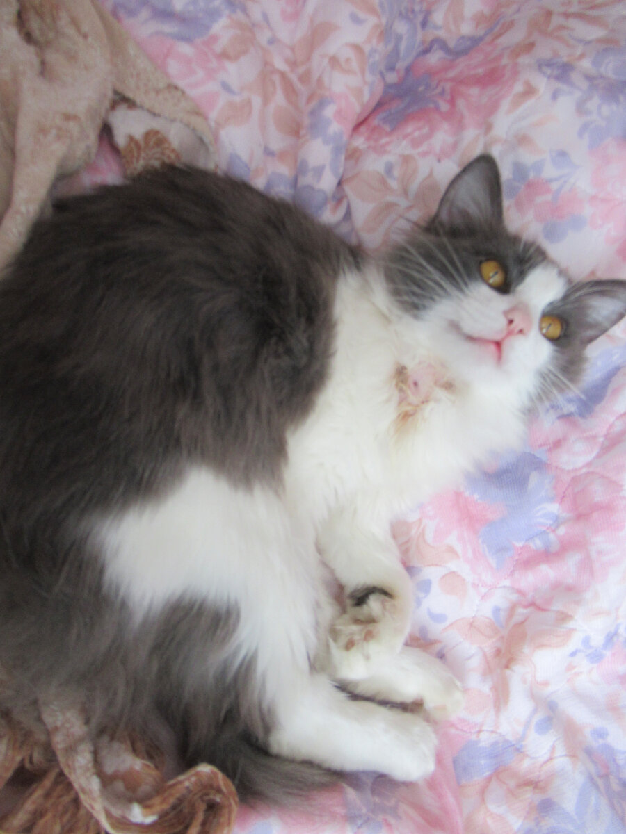 после курса ветбензицина-3 и прорыва абсцесса