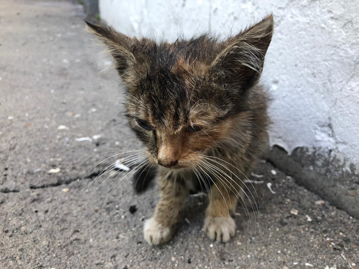 Сонечке месяц.