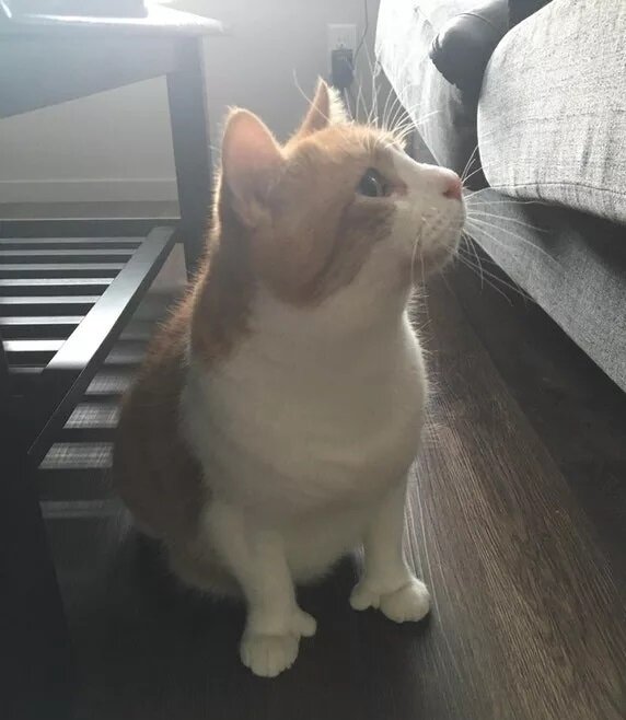 1. Большие пальцы кота... что с ними?