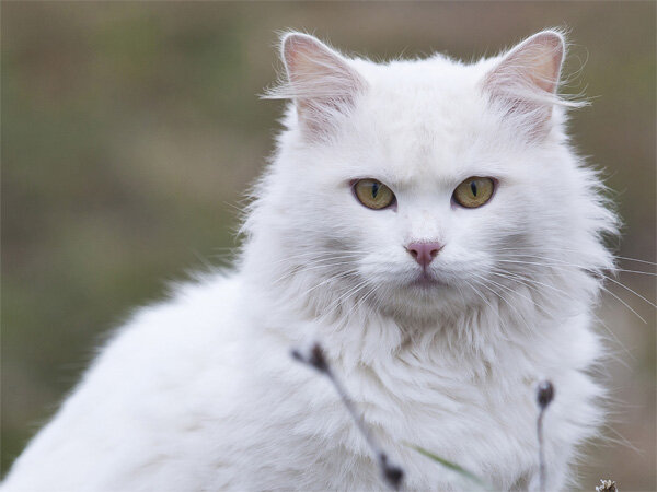 Турецкая ангора - кошка которая может разговаривать | Животный и  растительный мир | Дзен