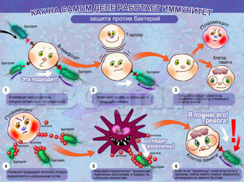  Схема работы человеческой иммунной системы