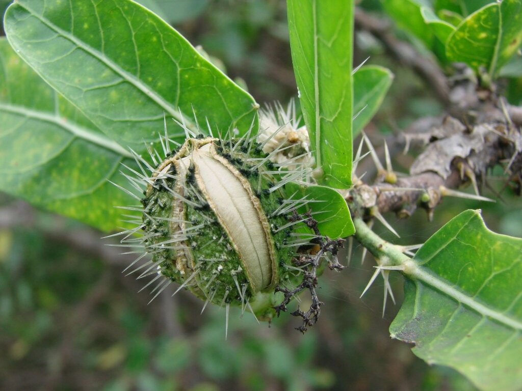 Favela (Cnidoscolus Phyllacanthus)