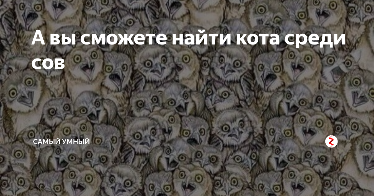 Картинка много сов найди кота