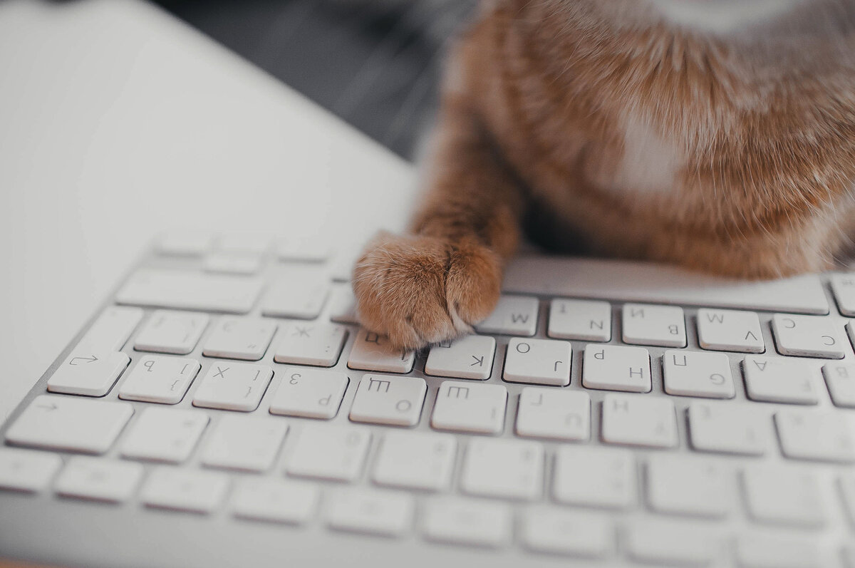 Кекс готовит новый выпуск.