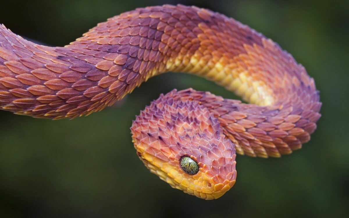 Как говорит змея