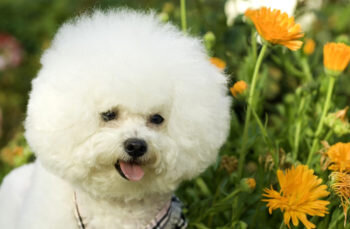 Голова пропорциональна телу, плоский лоб. Округлые темные глаза прямо посажены. Мордочка крепкая, короче черепной части, губы плотно прилегают друг к другу, верхняя губаполностью закрывает нижнюю. Зубы ровные, прикус ножницеобразный. Нос округлой формы черного цвета. Уши висят по бокам морды, не очень длинные, покрыты шерстью.