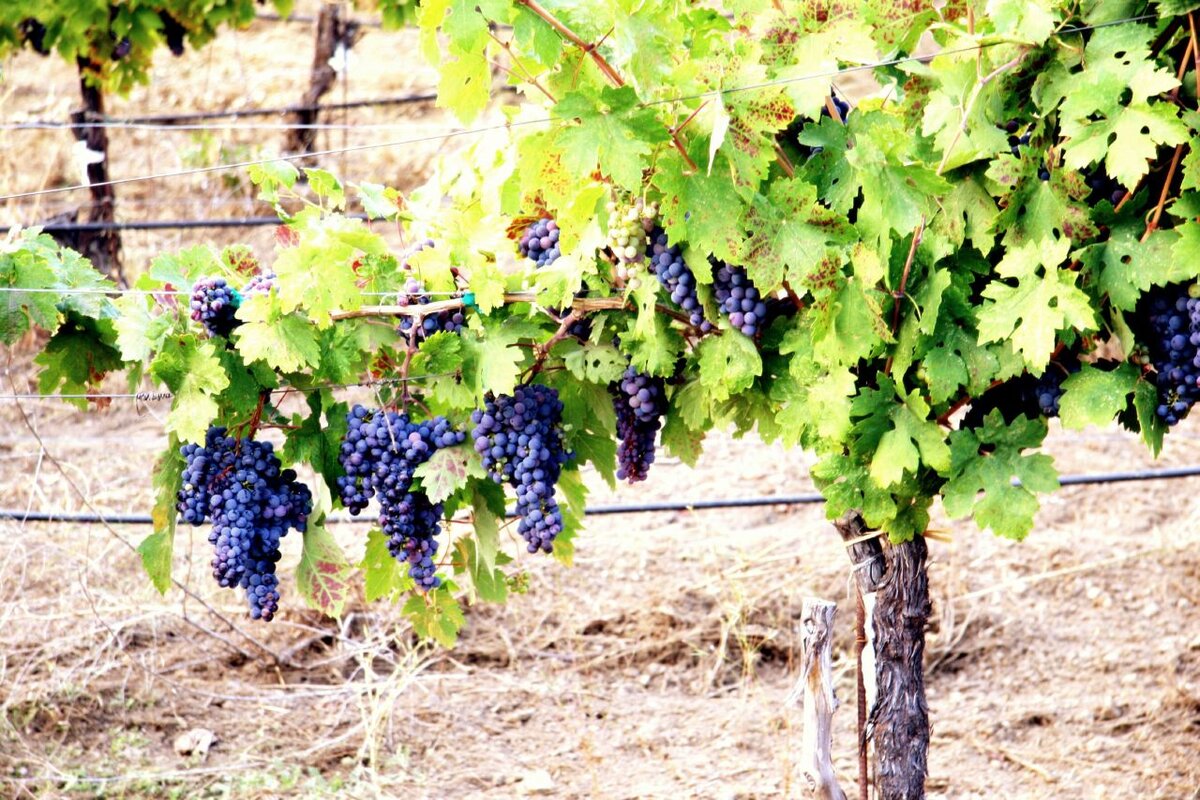 Как надежно укрыть виноград на зиму в средней полосе
