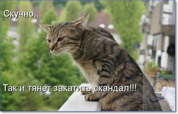 Смешные картинки котов с надписями — подборка за Июль (15 фото)
