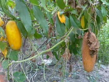 Оставление на кустах перезрелых огурцов останавливает плодоношение и переключает растения на вызревание семян.