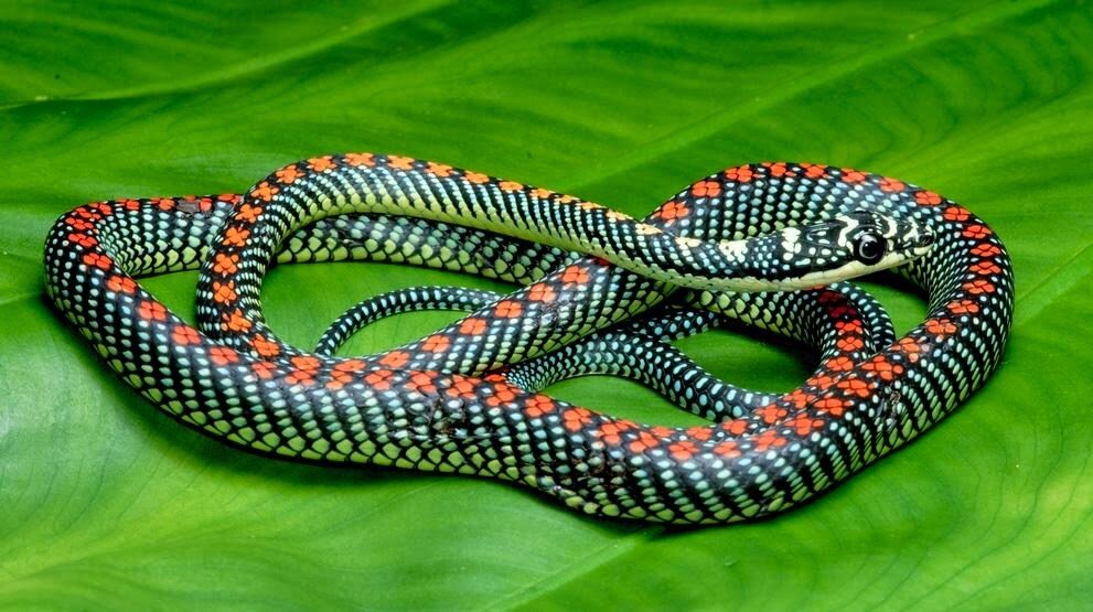 Украшает змей. Chrysopelea Paradisi змея. Chrysopelea taprobanica. Райская летучая змея. Chrysopelea Ornata.