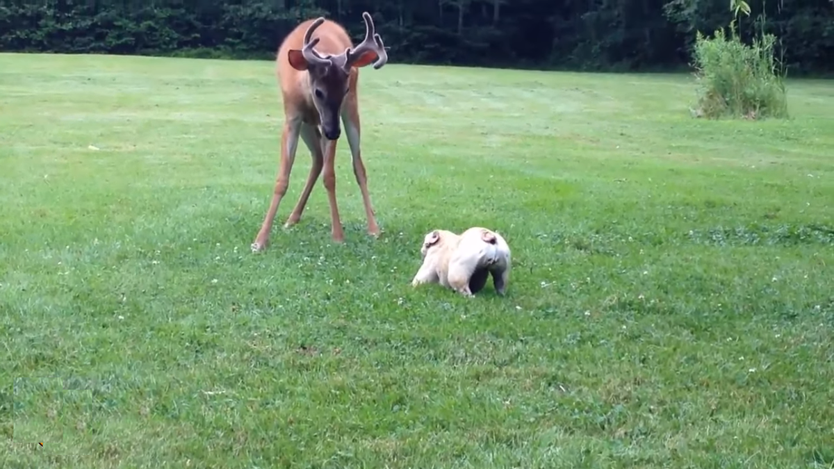Видно, что олень немного удивлён этим событием