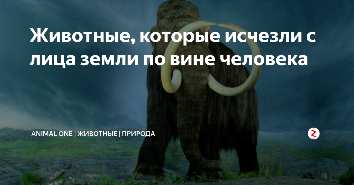 Презентация на тему животные исчезнувшие по вине человека