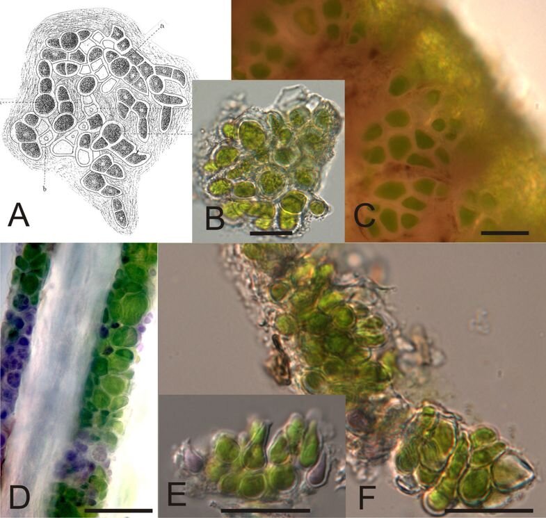 Морфология зеленой водоросли Trichophilus welckeri , живущей в шерсти ленивцев. А, B, C,  E,  F - водоросль, выделенная с волос ленивцев; D - водоросль, живущая непосредственно на волосе ленивца. https://bmcevolbiol.biomedcentral.com