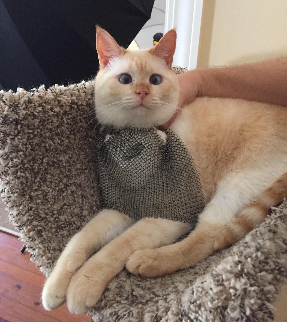 Ветеринар предложил усыпить котенка с необычной внешностью, но хозяева решили дать ему шанс