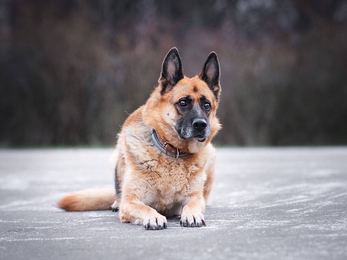 10 лет немецкой овчарки. 10 лет немецкой овчарки. Немецкая овчарка марсель. Статная немецкая овчарка. Немецкая овчарка зонарно-рыжего окраса.