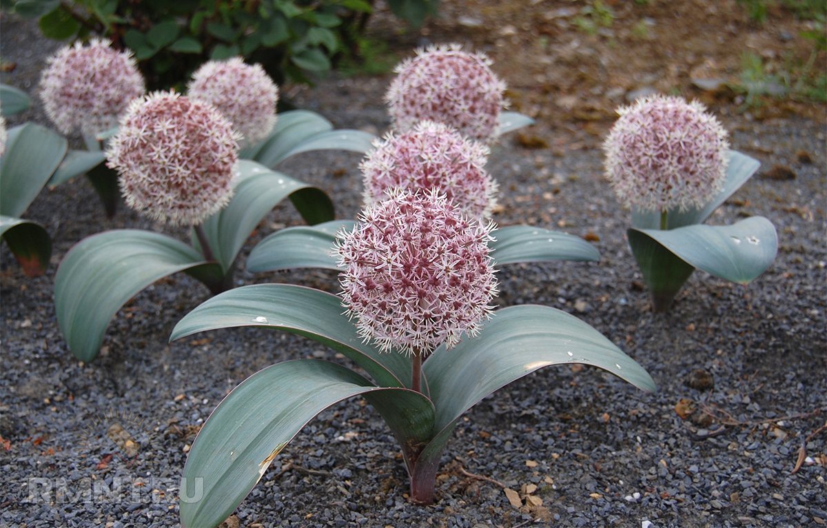 Лук красивенький Allium bellulum Prokh