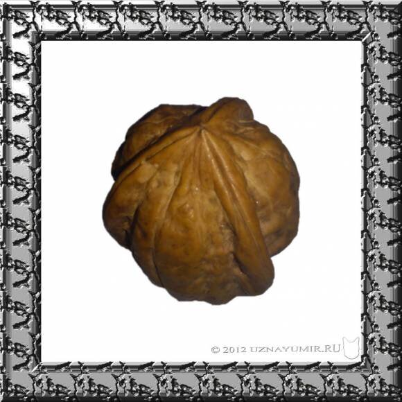 Трёхдольный грецкий орех