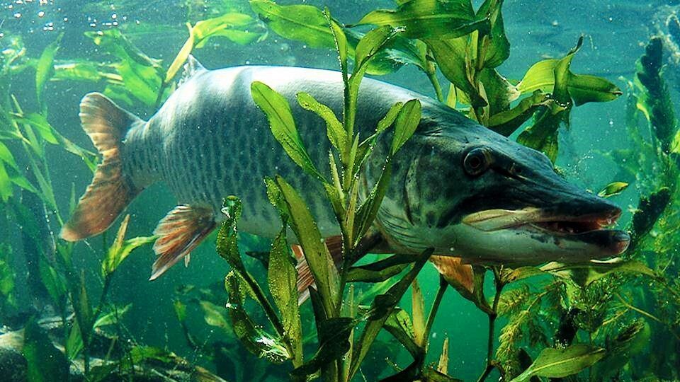 Щука в траве