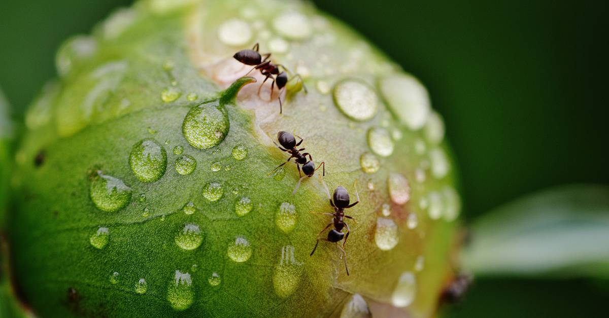 Фото из открытых источников