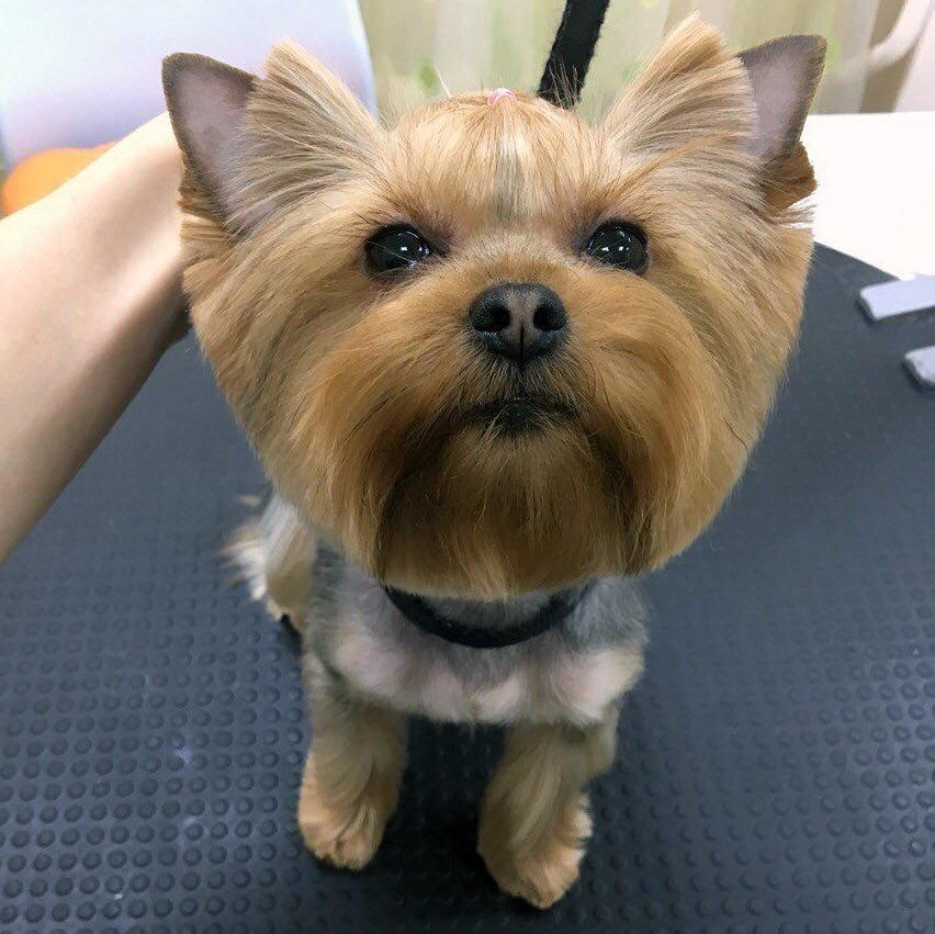 Стриженый йорк выглядит очень опрятно, и шерсть не лезет в глаза