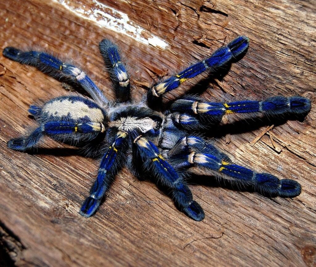 Синий паук. Паук птицеед Poecilotheria Metallica. Poecilotheria Metallica паук. Пецилотерия металлика. Синий птицеед Poecilotheria Metallica.