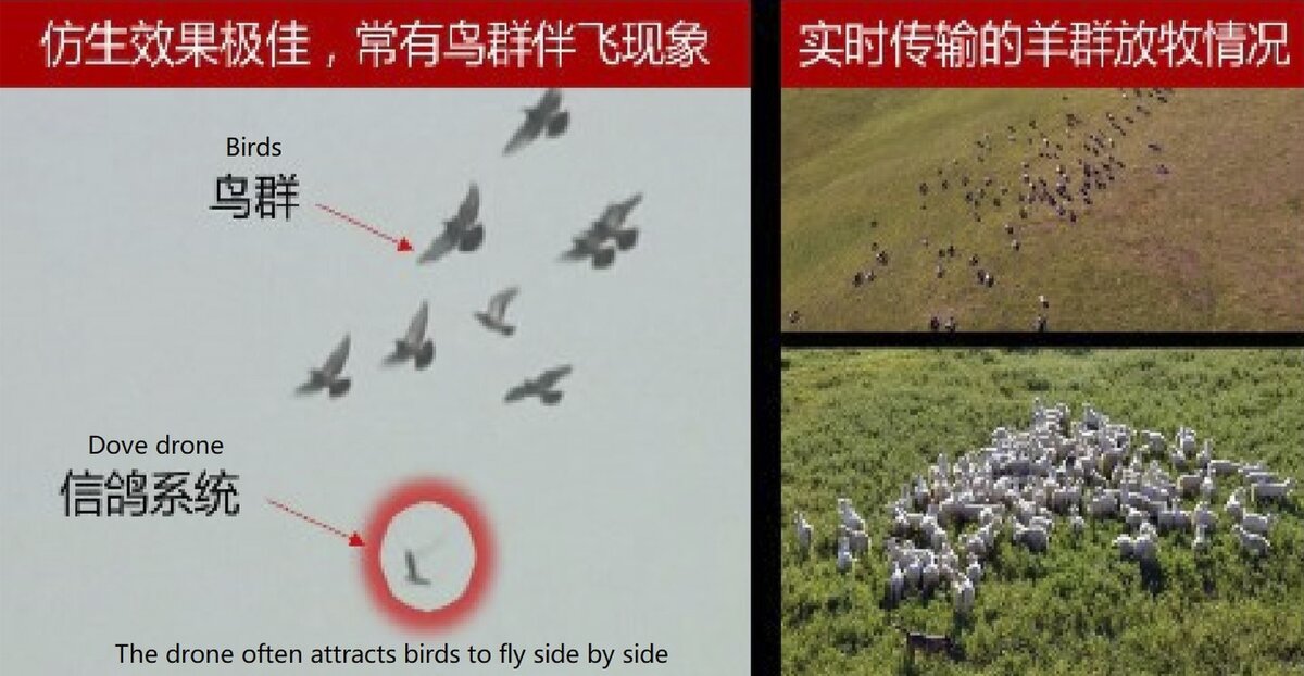  Ученые университета Сианя начали разработку программы «Голубка»,  в рамках которой были созданы дроны, замаскированные под голубей.