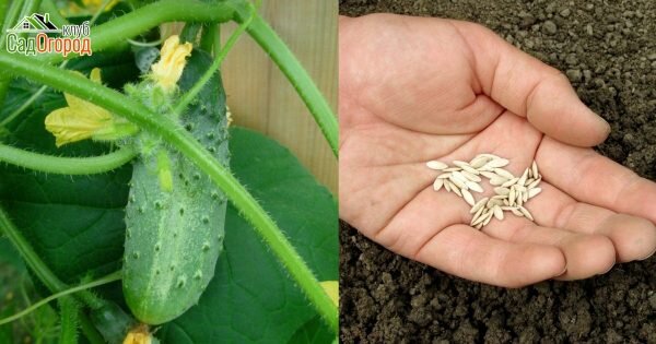 Источник фото: sadogorod.club