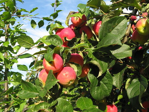 В большинстве своем яблоня относится к весьма неприхотливым культурам в плодовой группе. Некоторые сорта с успехом выращивают в регионах, относящихся к зонам рискованного земледелия. Но что делать.