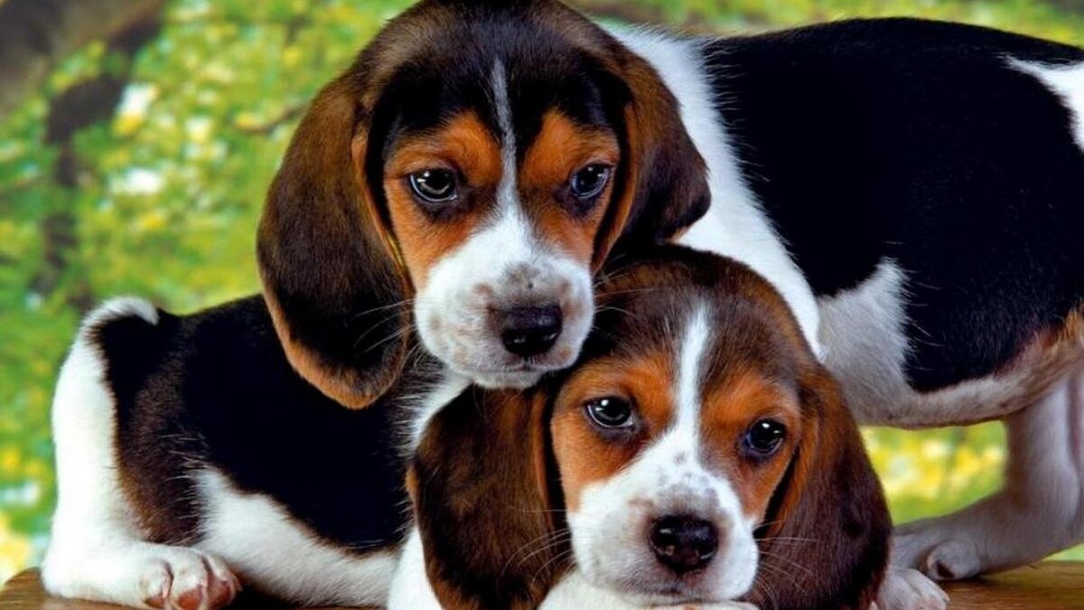  Бигль (Beagle)– это разновидность гончих собак, для которых действуют особые стандарты.-2
