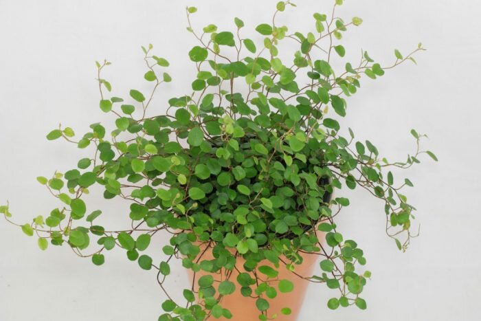 Мюленбекия. Фото из сети Интернет