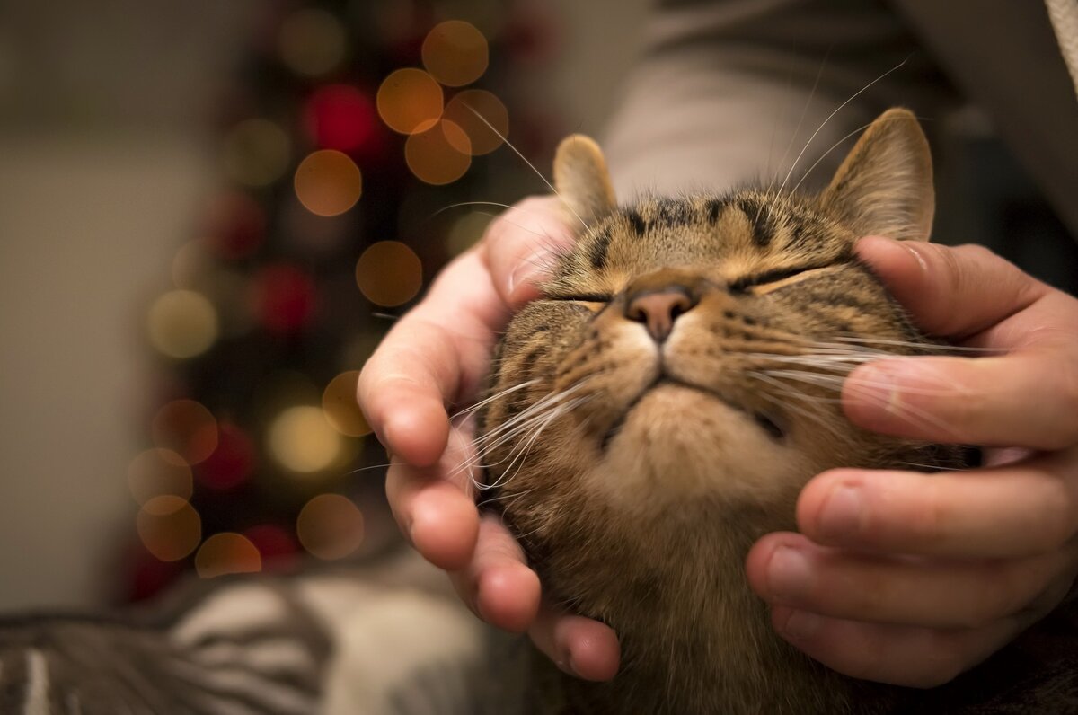 Источник: https://img4.goodfon.ru/original/1994x1322/9/8f/koshka-ruki-dom.jpg