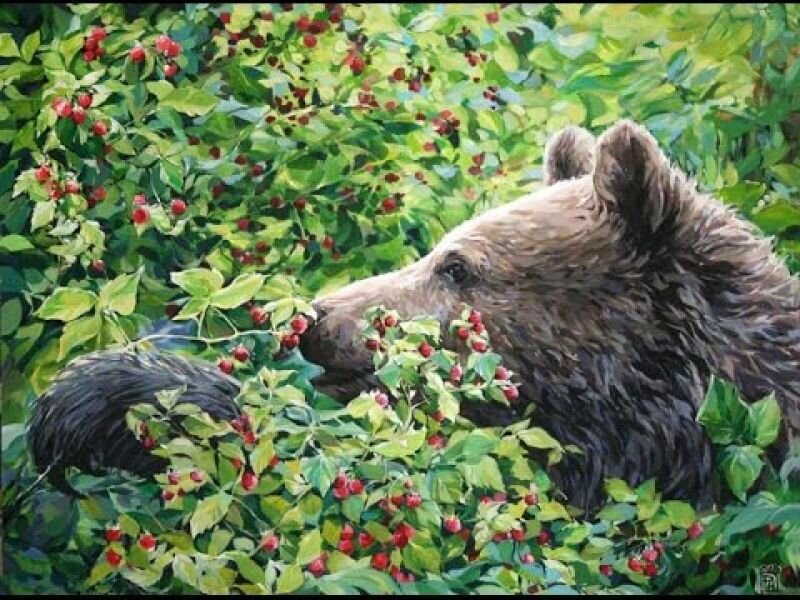 Бурый медведь ест малину. Фото http://newrzhev.ru/creative/item/11964-medved-v-malinnike