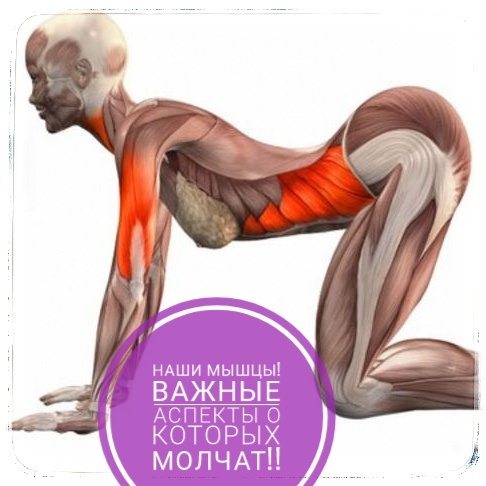 Наши мышцы! Важные аспекты о которых молчат!!