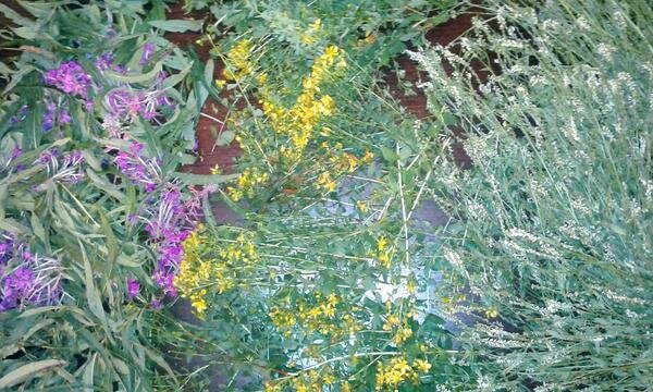 
Травка с поля (собирала для венка)
