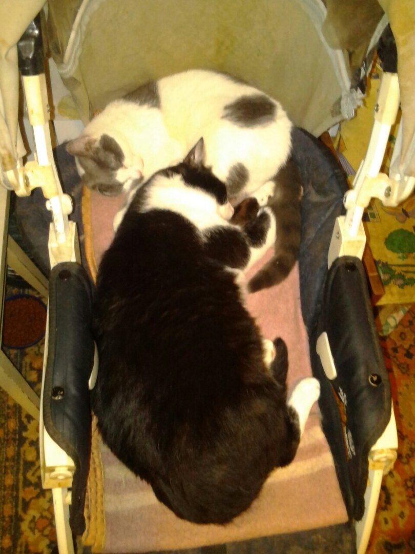 Лилу и Эльф)