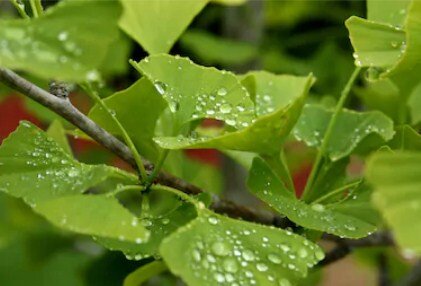 Листья Ginkgo biloba