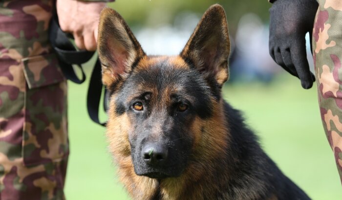 Фото с сети. 