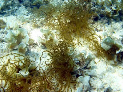                                  Модзуку на дне океана