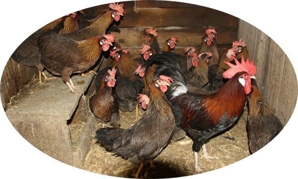 Внешний вид итальянской куропатчатой курицы