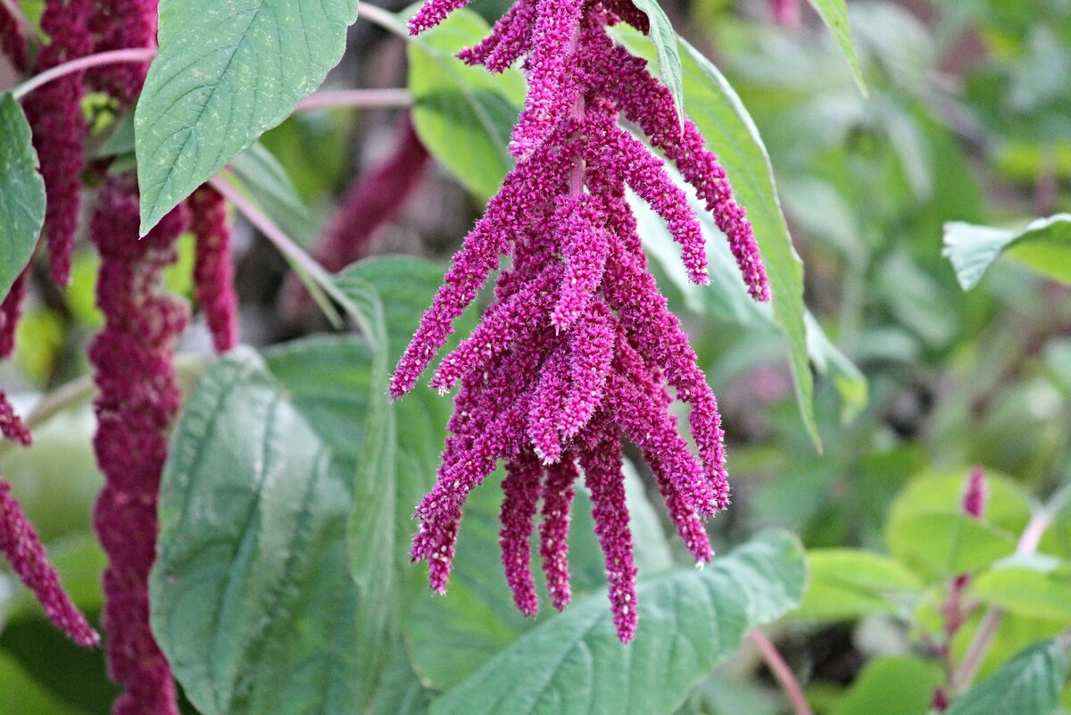 Амарант (Amaranthus caudatus)