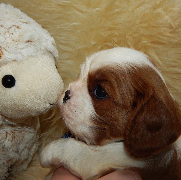 Щенок Кавалер Кинг Чарльз Спаниеля