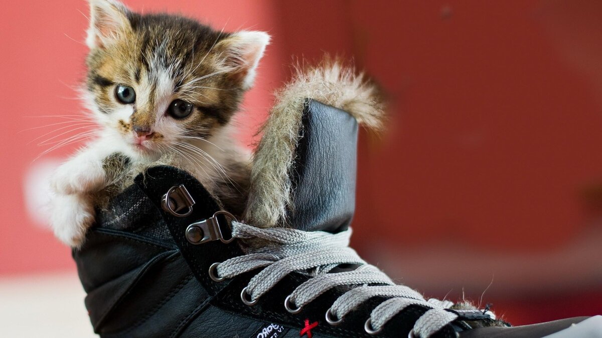 Почему коты обожают хозяйскую обувь? | Мир домашних животных | Дзен