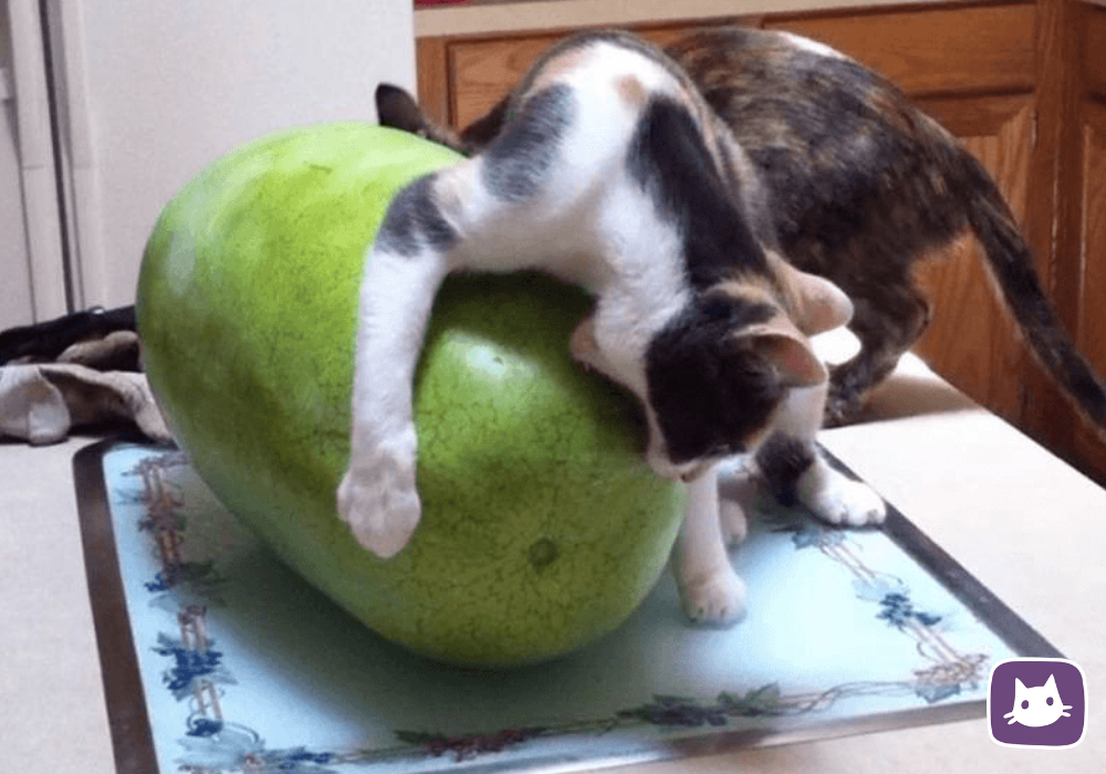 🐱Нужно ли включать в рацион кошки овощи и фрукты | Нос, хвост, лапы | Дзен