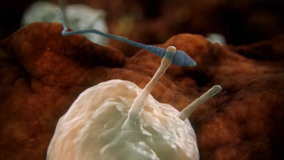 Из всего количества, только один процент попадает в шейку матки. Сперма для организма женщины чужеродное вещество и к ней относится как к захватчику, иммунная система делает все чтобы ее уничтожить. Белые кровяные клетки атакуют сперму со всех сторон уничтожая пришельцев. 