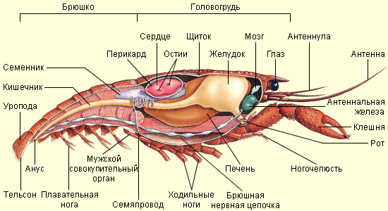 Органы креветки