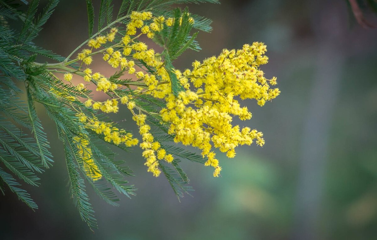 Изображение с сайта https://avto.goodfon.ru/wallpaper/vetka-listya-mimoza-priroda.html