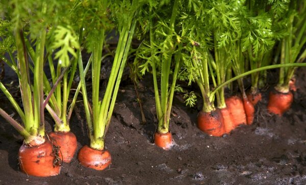 Проверенные и экономные способы посадки моркови