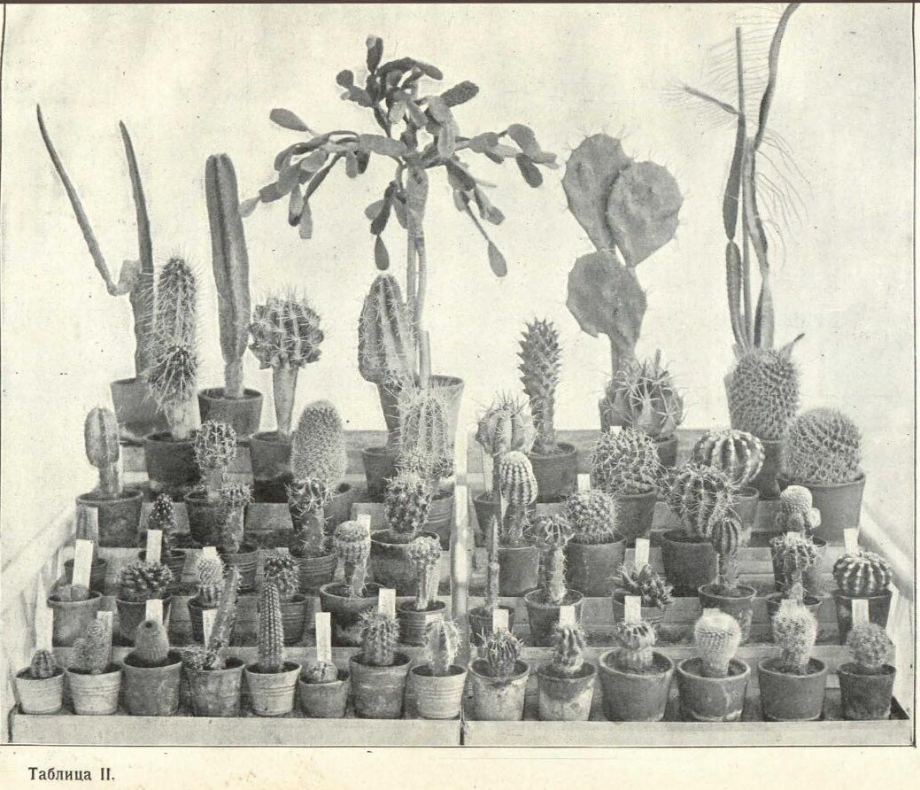 Одна из трех таблиц в книге Н.Н. Ляпунова. Здесь, видимо, представлена часть его коллекции из 155 растений