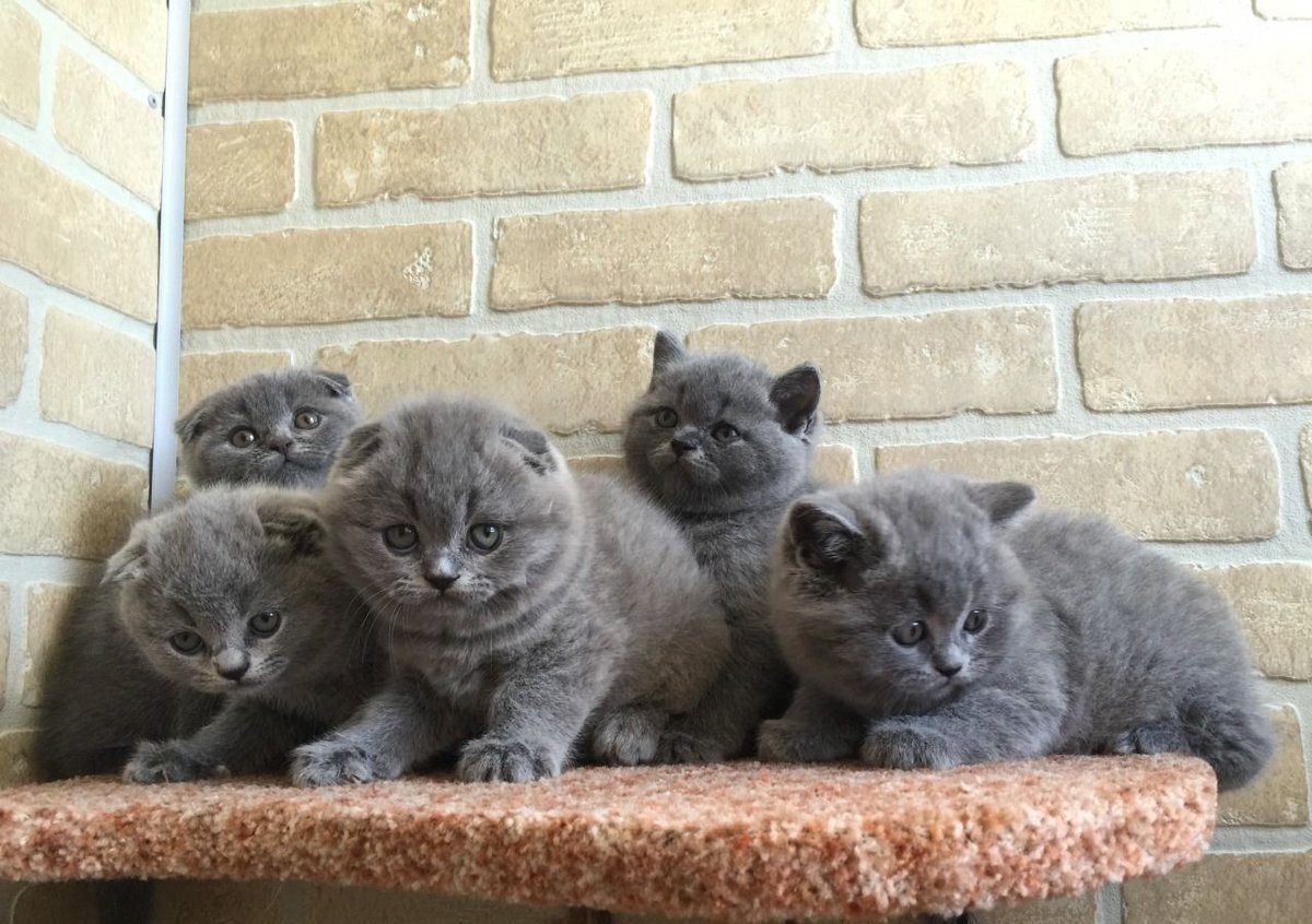британский. котята в добрые руки британцы. котята в добрые руки британцы. котята британские плюшевые. британская кошка.